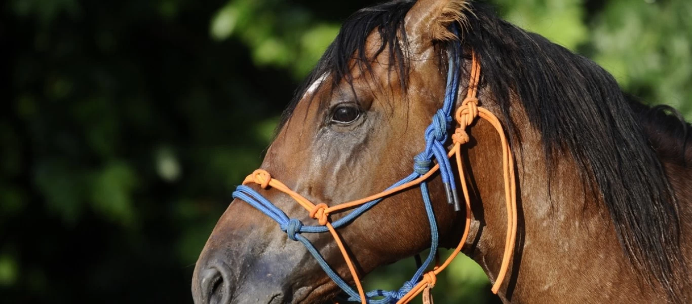 Κτηνωδία στην Καβάλα: Απανωτές δηλητηριάσεις αλόγων και σκυλιών τα τελευταία 24ωρα